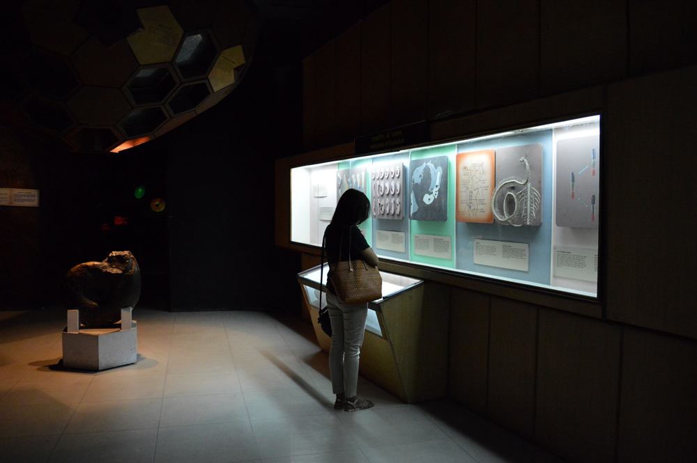 A visitor looking at an exhibit on evolution. Credit: Apoorv Tiwary A visitor looking at an exhibit on evolution. Credit: Apoorv Tiwary