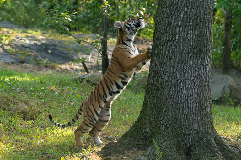 Malayan tiger. Photo credit: Julie Larsen Maher Malayan tiger. Photo credit: Julie Larsen Maher