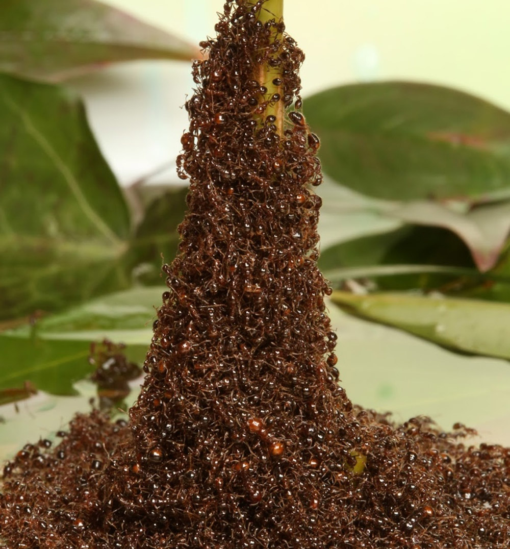 Hundreds of thousands of ants creating a tower together – but how? Candler Hobbs, Georgia Tech, CC BY-ND Hundreds of thousands of ants creating a tower together – but how? Candler Hobbs, Georgia Tech, CC BY-ND