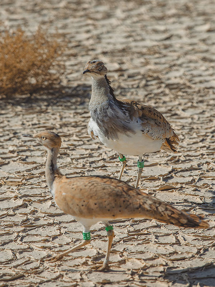Green tags are used to identify houbara bustards bred in captivity. Photo credit: Mohammad Ali, White Star Green tags are used to identify houbara bustards bred in captivity. Photo credit: Mohammad Ali, White Star
