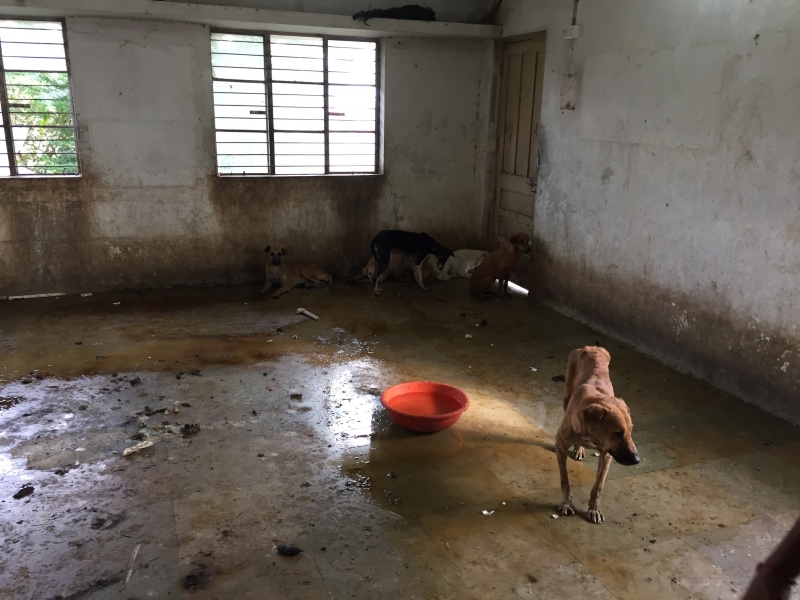 A post-operative recovery room for sterilised dogs. A post-operative recovery room for sterilised dogs.