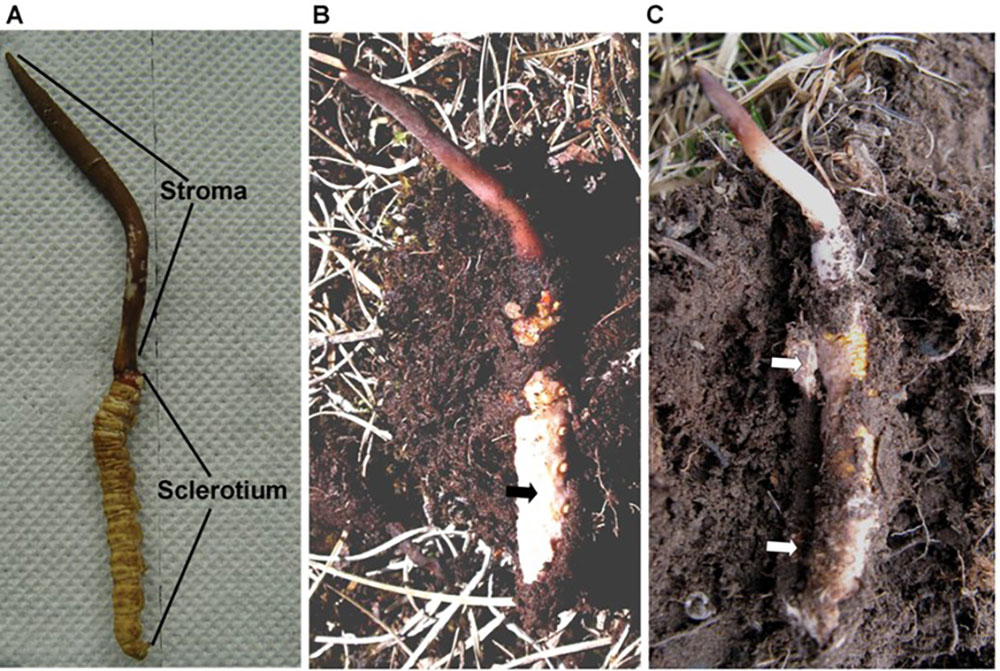 (A) The stroma and sclerotium sections; (B, C) The complex of mycelial cortices and attached soil particles outside the sclerotium as indicated by arrows. Photo credit: Zhang et al, 2010, Author provided (A) The stroma and sclerotium sections; (B, C) The complex of mycelial cortices and attached soil particles outside the sclerotium as indicated by arrows. Photo credit: Zhang et al, 2010, Author provided