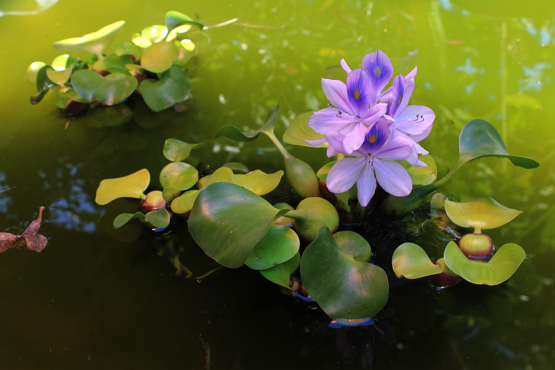 Water Hyacinth. Photo credit: Max Pixel contributors Water Hyacinth. Photo credit: Max Pixel contributors