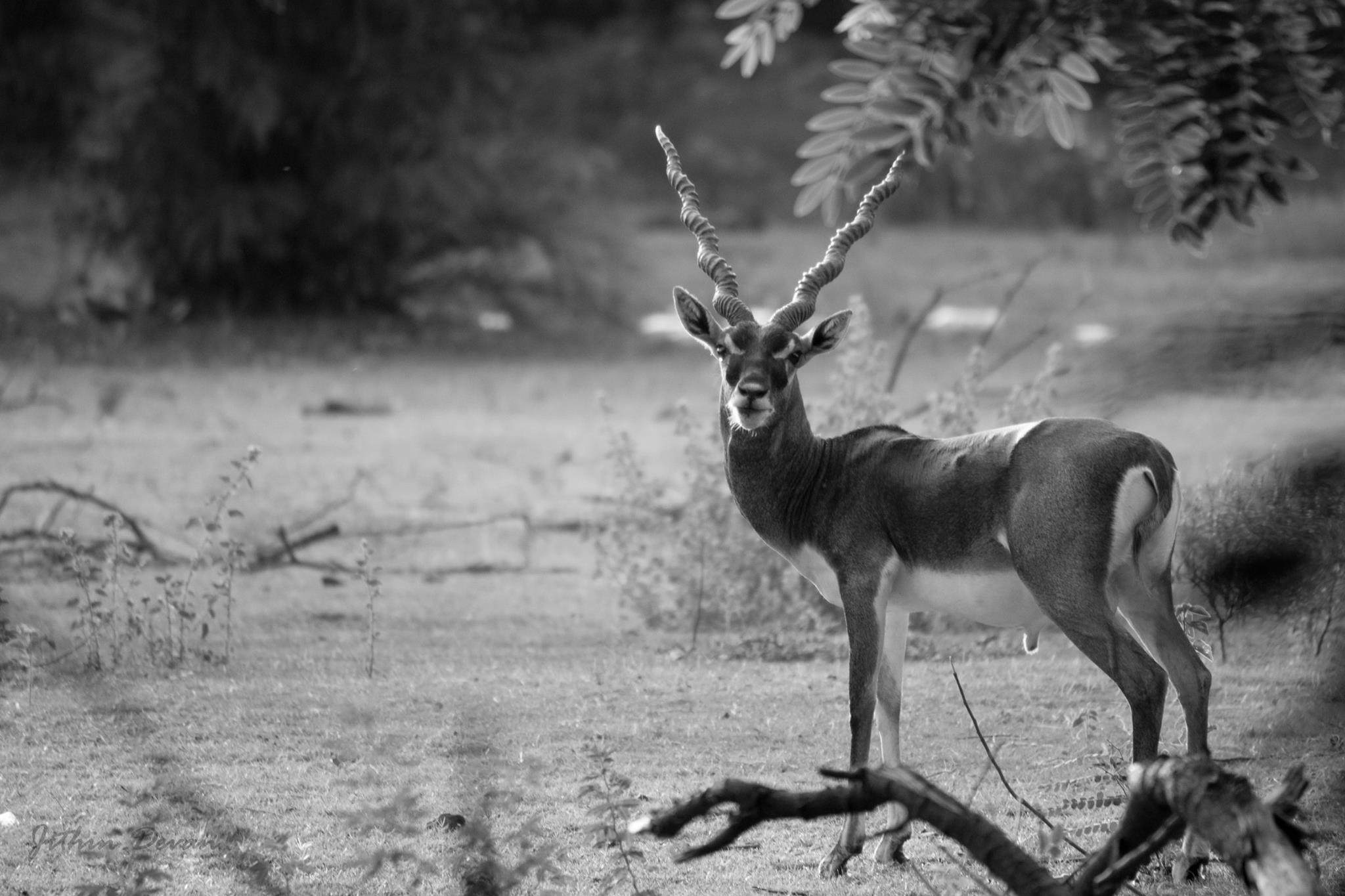 Blackbuck on the IIT Madras campus. Credit: Jithin Devan Blackbuck on the IIT Madras campus. Credit: Jithin Devan