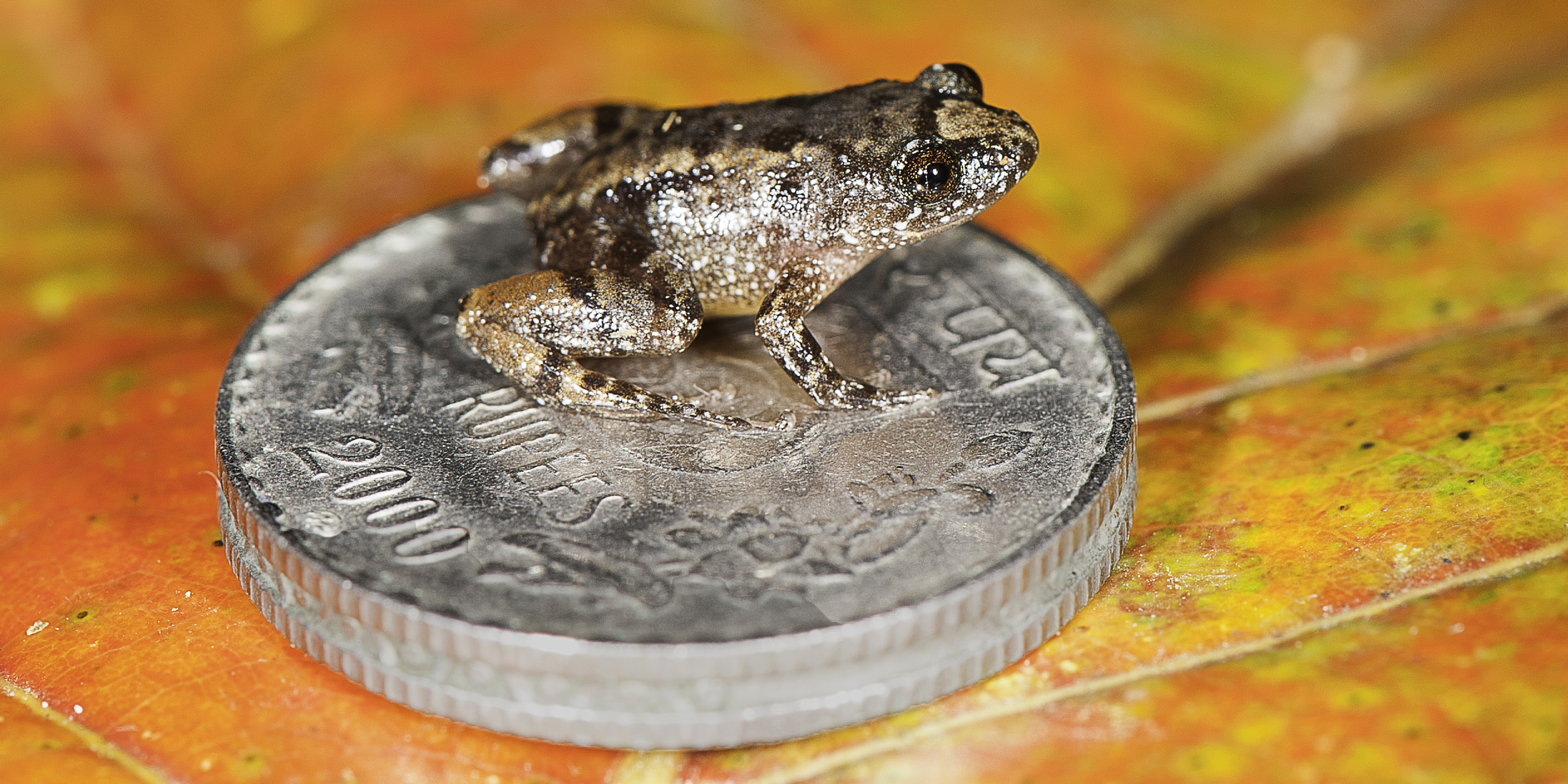 The 12.2 mm long Robinmoore’s night frog (Nyctibatrachus robinmoorei) sitting on an Indian five-rupee coin (24 mm diameter) is one of the new species discovered from the Western Ghats mountain ranges in peninsular India. (Photo credit SD Biju). The 12.2 mm long Robinmoore’s night frog (Nyctibatrachus robinmoorei) sitting on an Indian five-rupee coin (24 mm diameter) is one of the new species discovered from the Western Ghats mountain ranges in peninsular India. (Photo credit SD Biju).