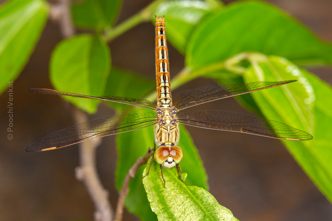 Ditch Jewel dragonfly. Credit: Poochi Venkat Ditch Jewel dragonfly. Credit: Poochi Venkat