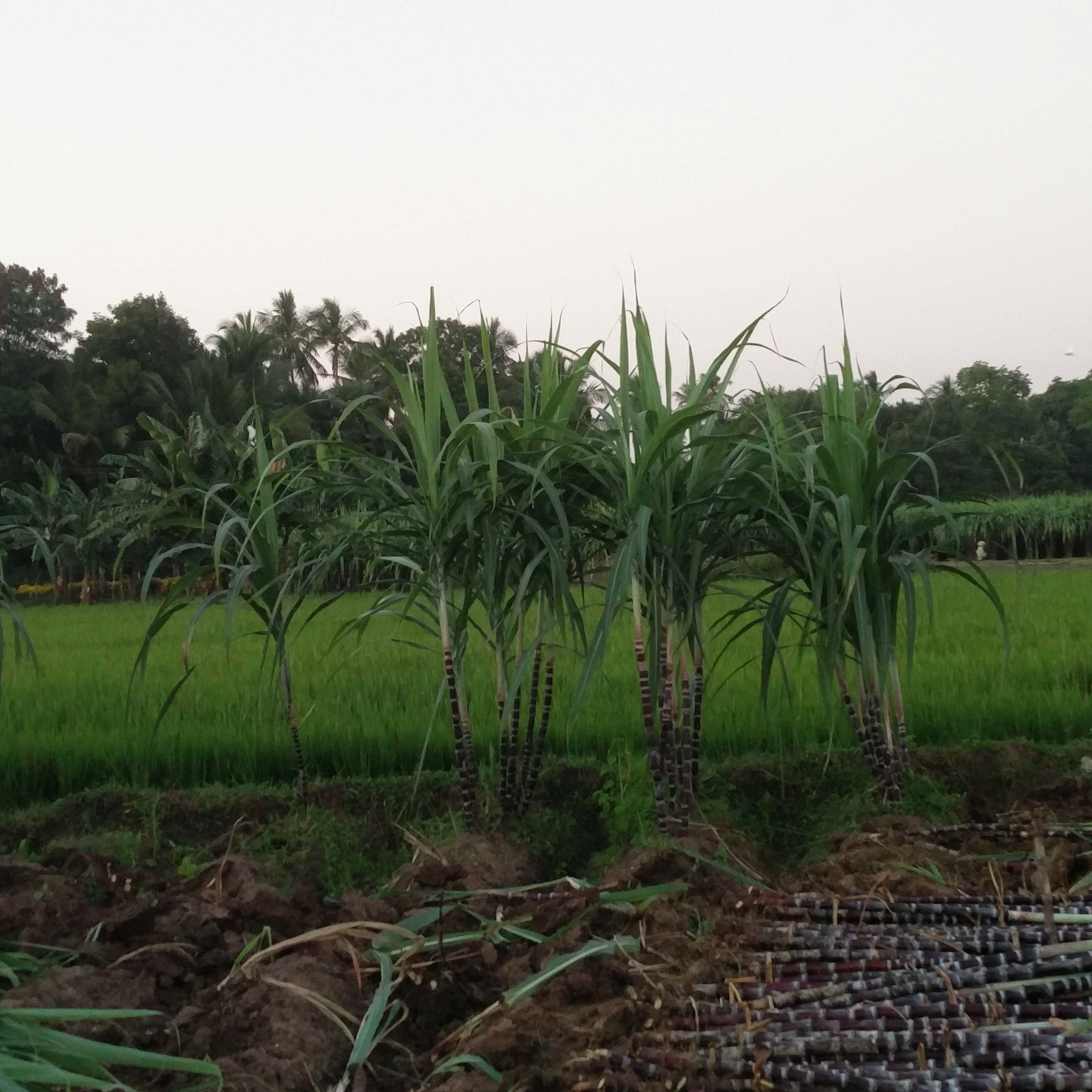 The sugarcane crop, grown mostly for Pongal, has suffered because of the shortage of water. The sugarcane crop, grown mostly for Pongal, has suffered because of the shortage of water.