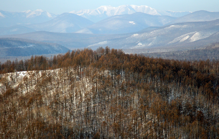 Tiger habitat in Russia. Photo credit: Jonathan C. Slaght Tiger habitat in Russia. Photo credit: Jonathan C. Slaght