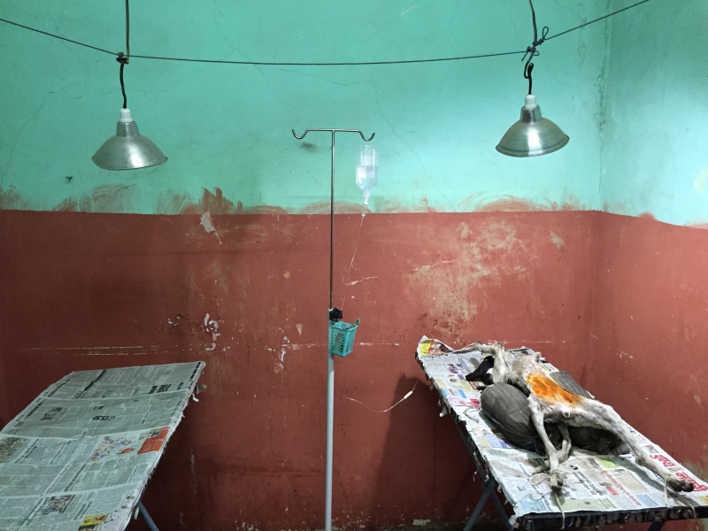 An operation room where stray dogs are sterilised. An operation room where stray dogs are sterilised.