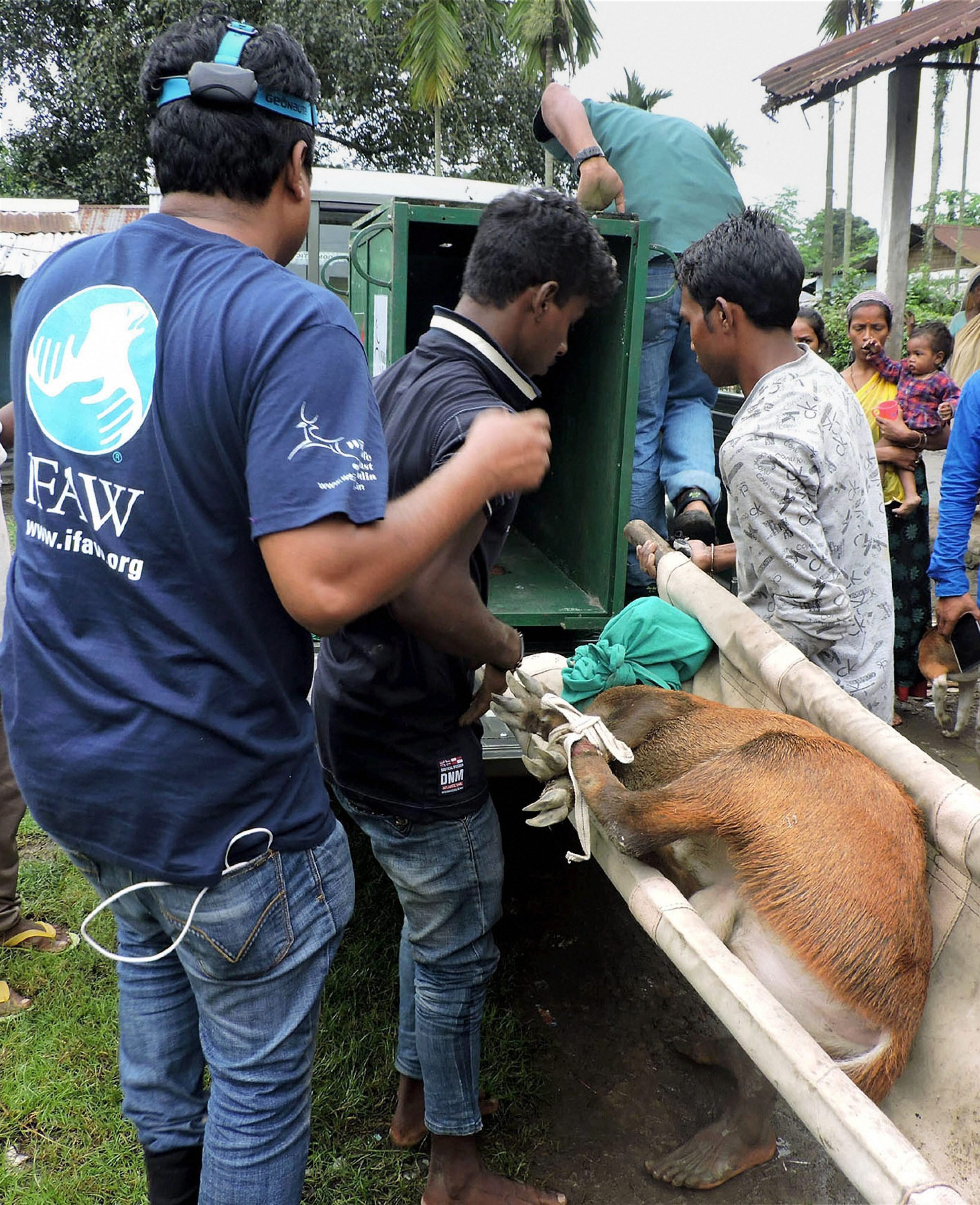 Authorities rescue a deer at Kaziranga National Park. (Source: PTI) Authorities rescue a deer at Kaziranga National Park. (Source: PTI)