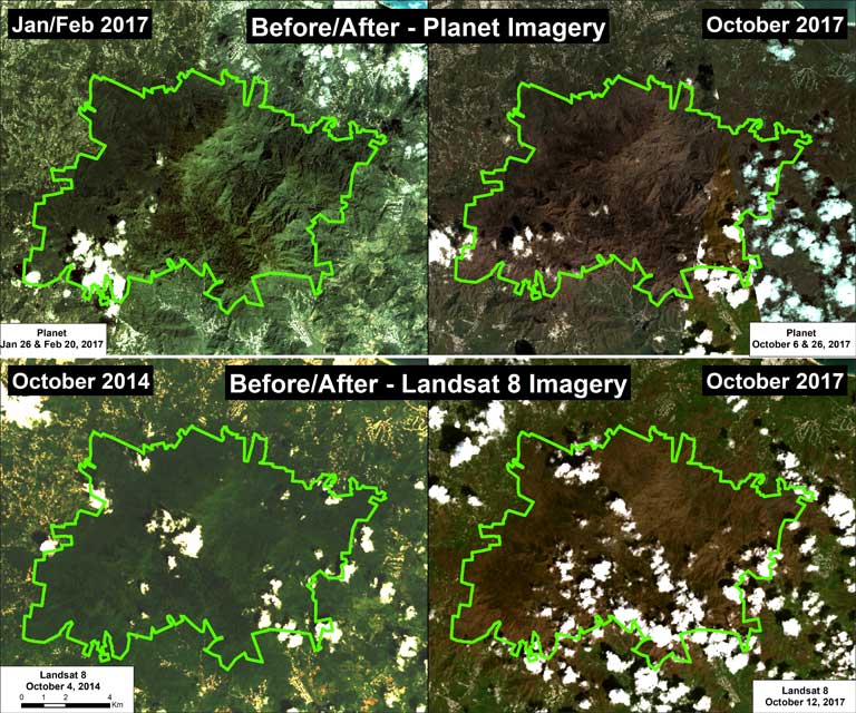 Satellite images of El Yunque National Forest, Puerto Rico, before and after Hurricane Maria caused severe damage to the forest on 20 September 2017. Leaves and branches were stripped from trees, and trees were downed, transforming the lush tropical landscape. Top panel: high-resolution imagery from Planet. Bottom panel: medium-resolution imagery from NASA/USGS. Imagery analysis: MAAP, a project of Amazon Conservation Association Satellite images of El Yunque National Forest, Puerto Rico, before and after Hurricane Maria caused severe damage to the forest on 20 September 2017. Leaves and branches were stripped from trees, and trees were downed, transforming the lush tropical landscape. Top panel: high-resolution imagery from Planet. Bottom panel: medium-resolution imagery from NASA/USGS. Imagery analysis: MAAP, a project of Amazon Conservation Association