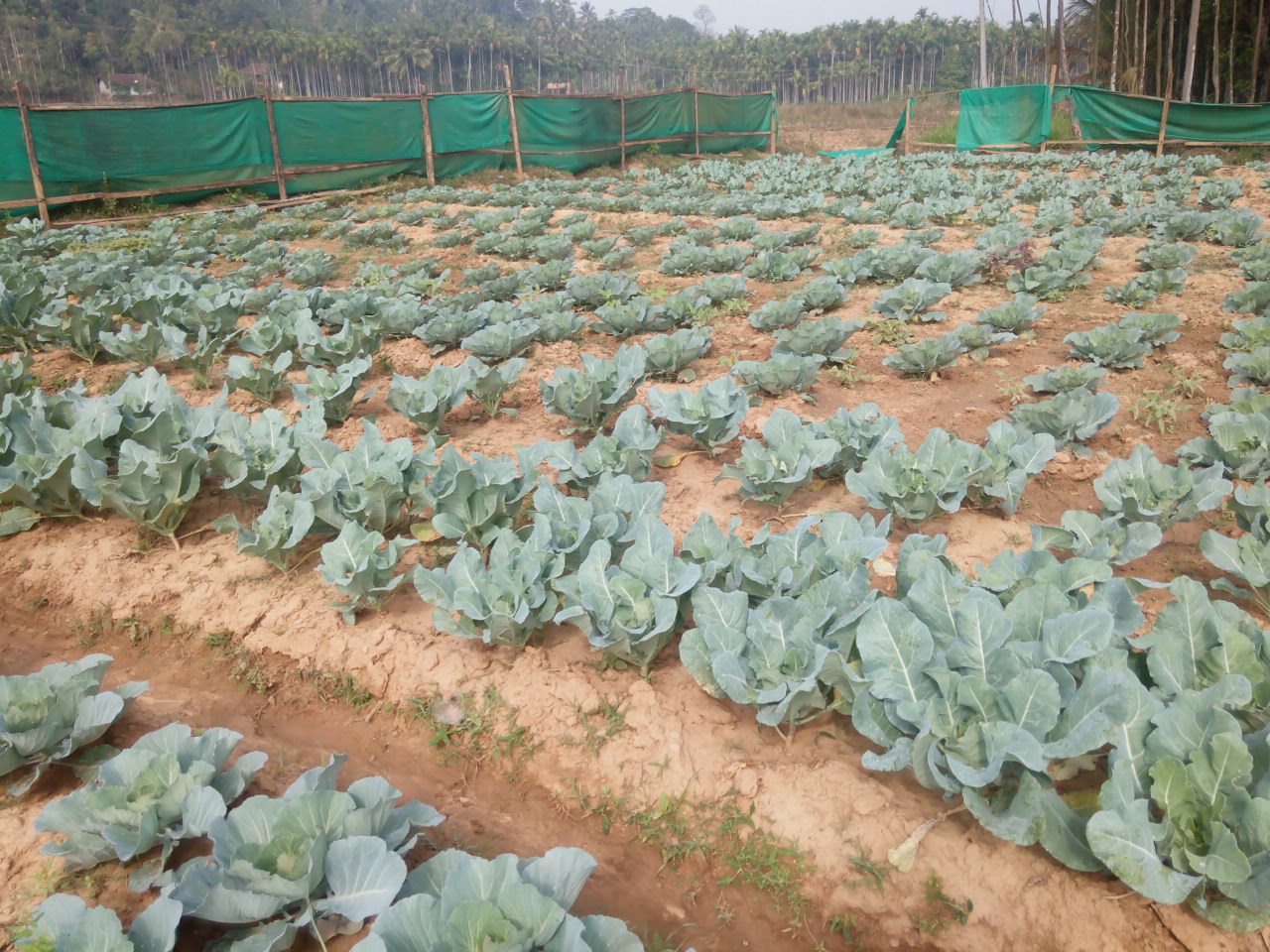 The carbon neutrality project has made Meenangadi vegetable self-sufficient. The carbon neutrality project has made Meenangadi vegetable self-sufficient.