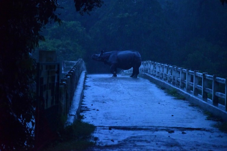 A lone rhino stands in the rain at Kaziranga National Park. (Source: Biju Boro/AFP) A lone rhino stands in the rain at Kaziranga National Park. (Source: Biju Boro/AFP)