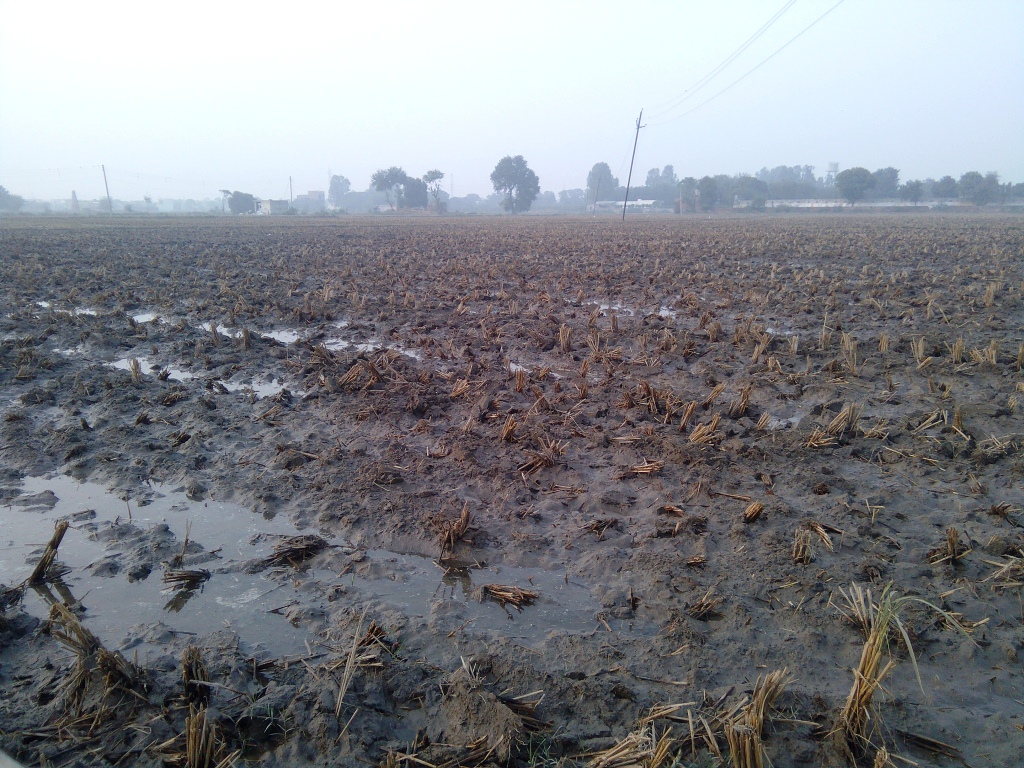 Water left in the fields to aid the decomposition of crop stubble in Harsana Kalan village. Water left in the fields to aid the decomposition of crop stubble in Harsana Kalan village.