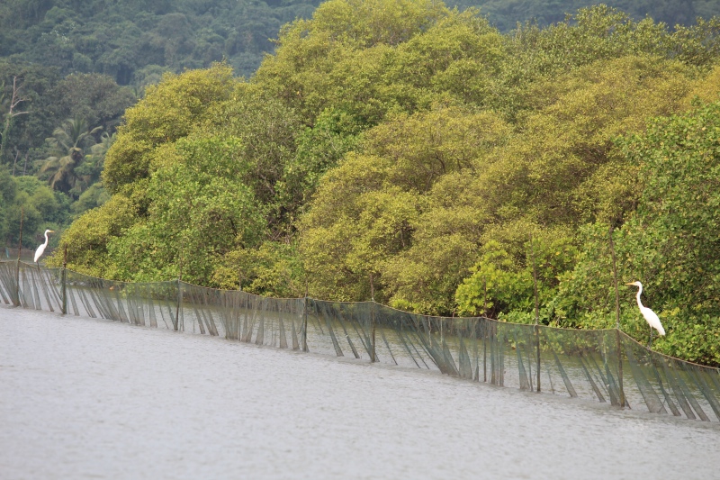 Stake nets set along the river bank near mangroves. (Photo credit: Aaron Savio Lobo) Stake nets set along the river bank near mangroves. (Photo credit: Aaron Savio Lobo)