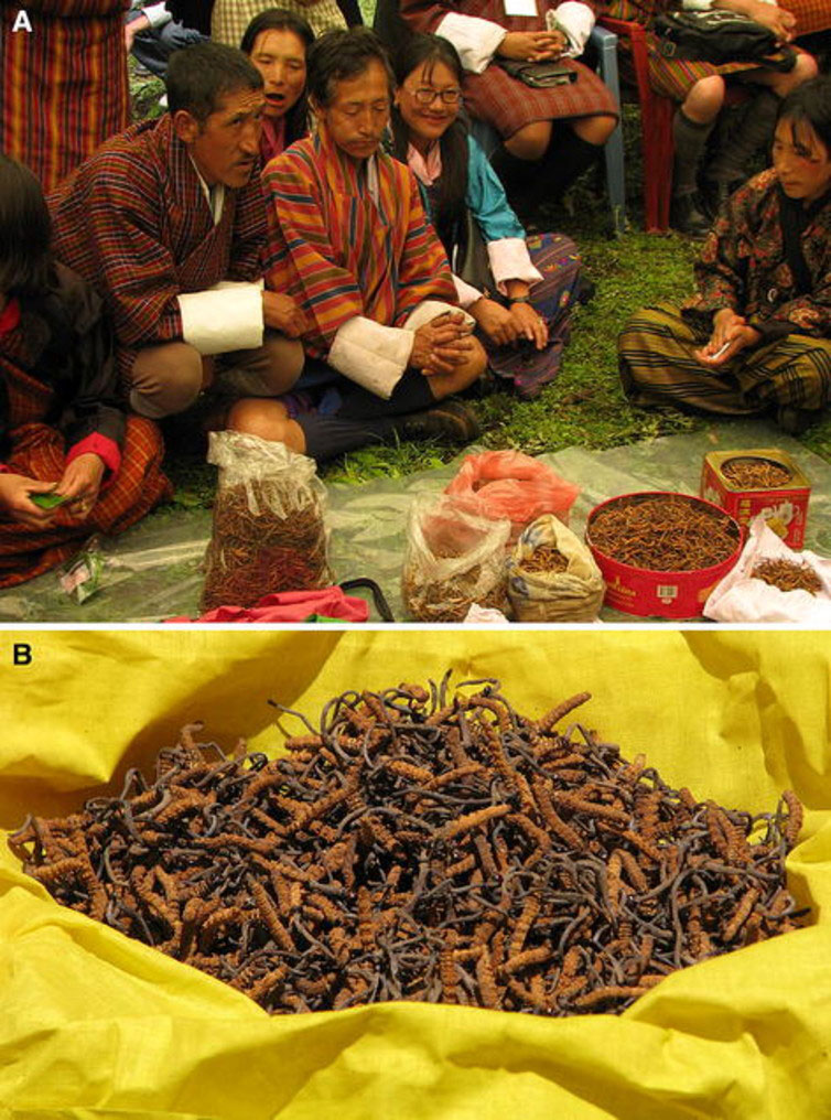 A market selling ‘Himalayan Viagra’ in Bhutan, and a close up of this complex chimera. A market selling ‘Himalayan Viagra’ in Bhutan, and a close up of this complex chimera.