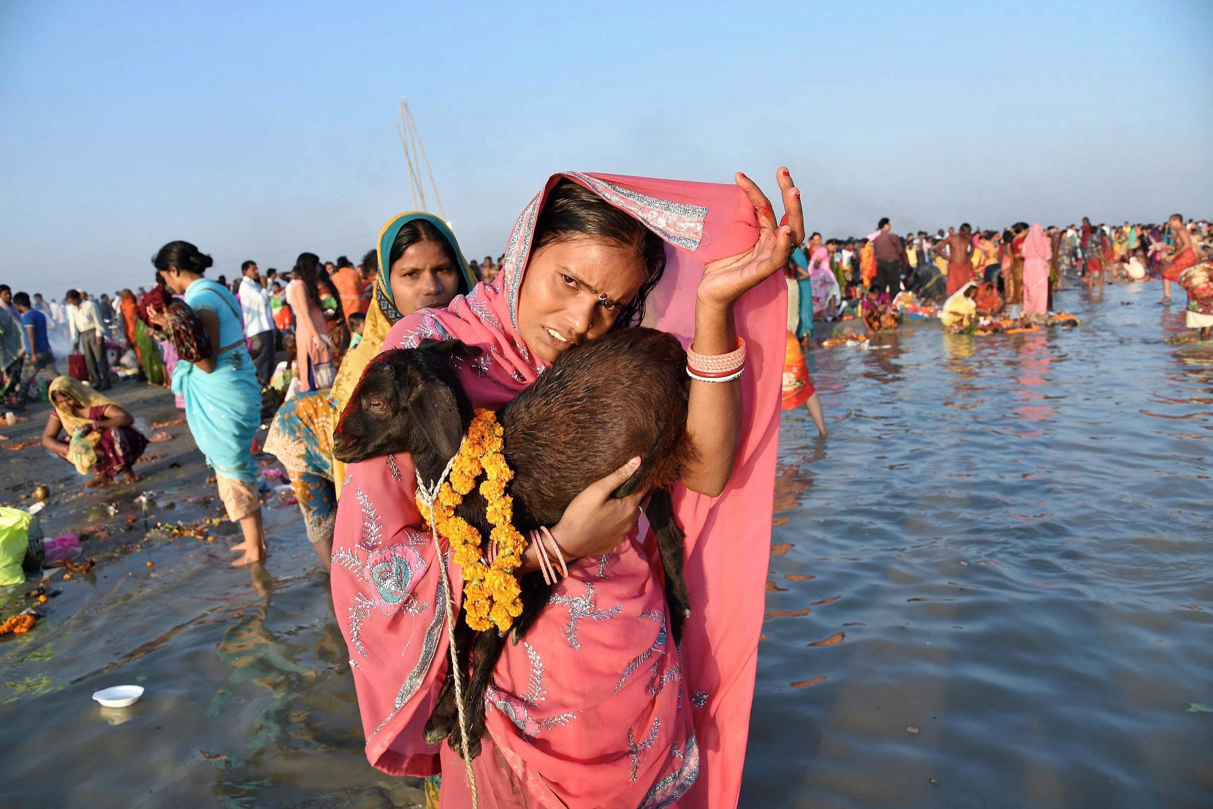 A woman carries a goat for Kartik Purnima rituals in Patna. (Credit: PTI) A woman carries a goat for Kartik Purnima rituals in Patna. (Credit: PTI)