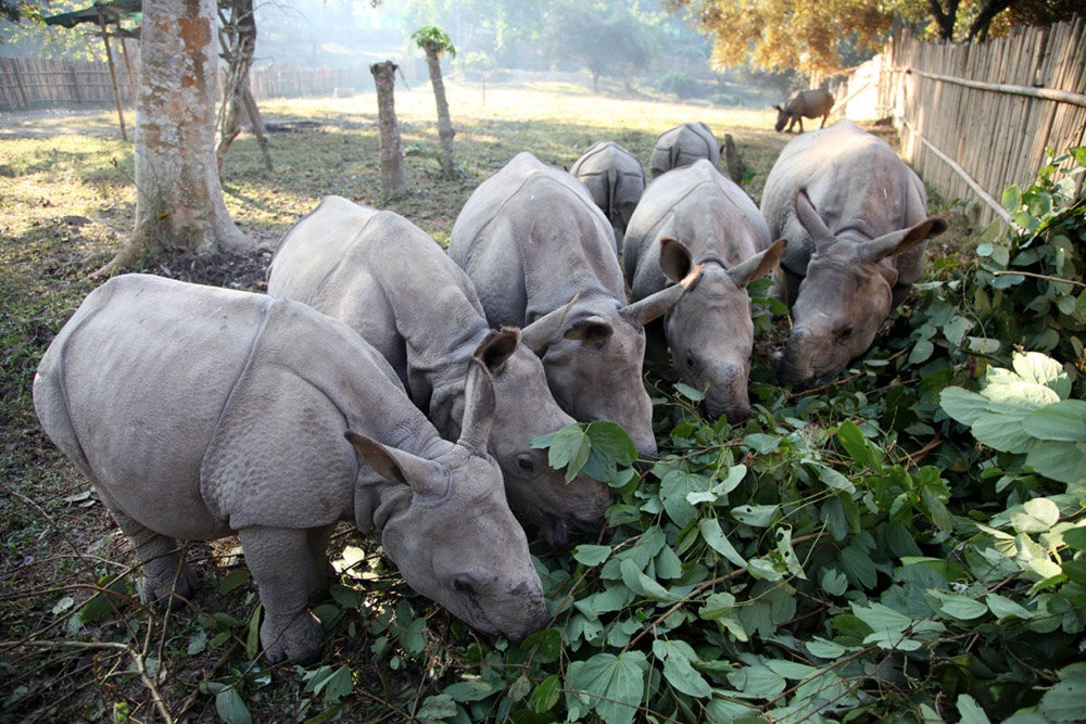 Rhinos being hand raised in the CWRC paddock munch on fodder offered in winter. Photo credit: Subhamoy Bhattacharjee/IFAW-WTI. Rhinos being hand raised in the CWRC paddock munch on fodder offered in winter. Photo credit: Subhamoy Bhattacharjee/IFAW-WTI.