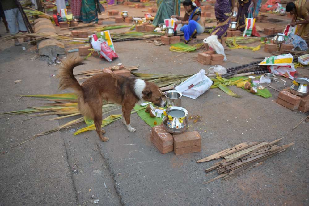 A street dog inspects a fireplace. A street dog inspects a fireplace.