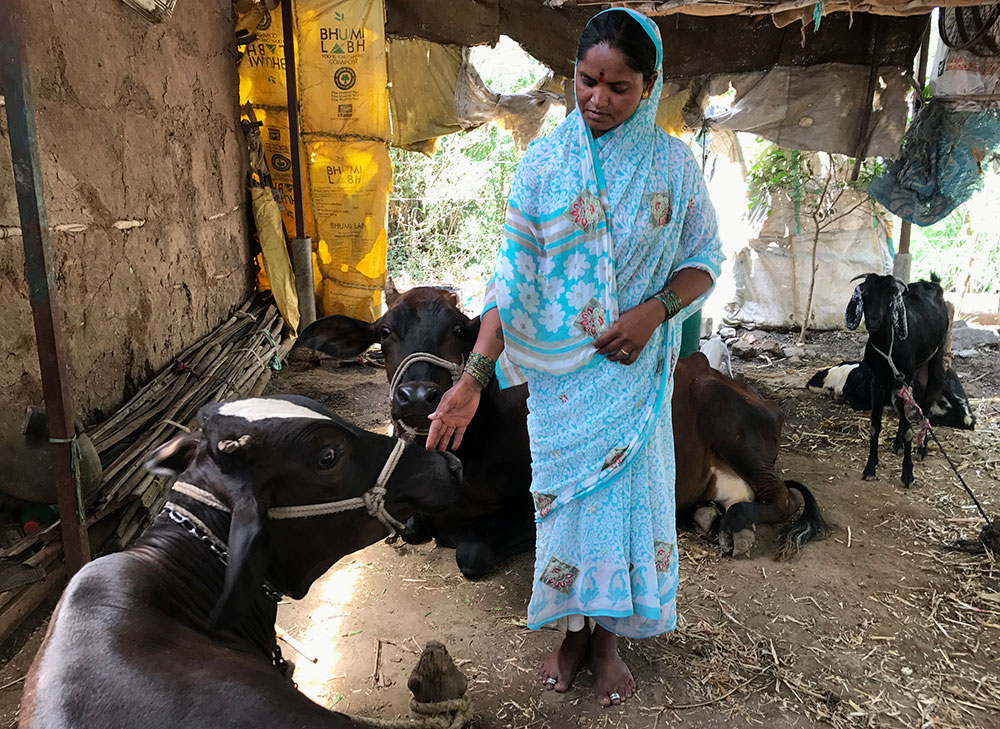 Nanda Shelke with her cows. Nanda Shelke with her cows.