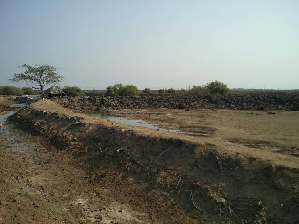 After the shrimp culture season is over, the land cannot be used for agriculture because of the soil's salinity. After the shrimp culture season is over, the land cannot be used for agriculture because of the soil's salinity.