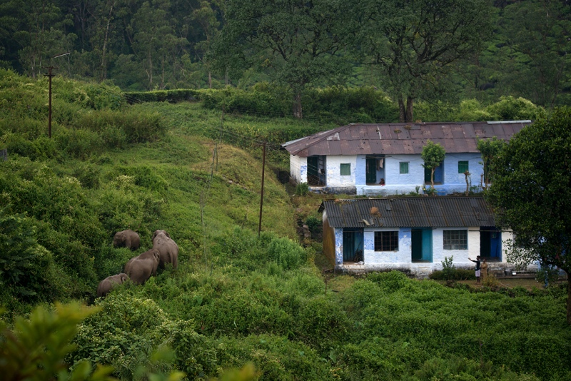 Elephants near human habitation in Valparai. (Photo credit: Ganesh Raghunathan). Elephants near human habitation in Valparai. (Photo credit: Ganesh Raghunathan).