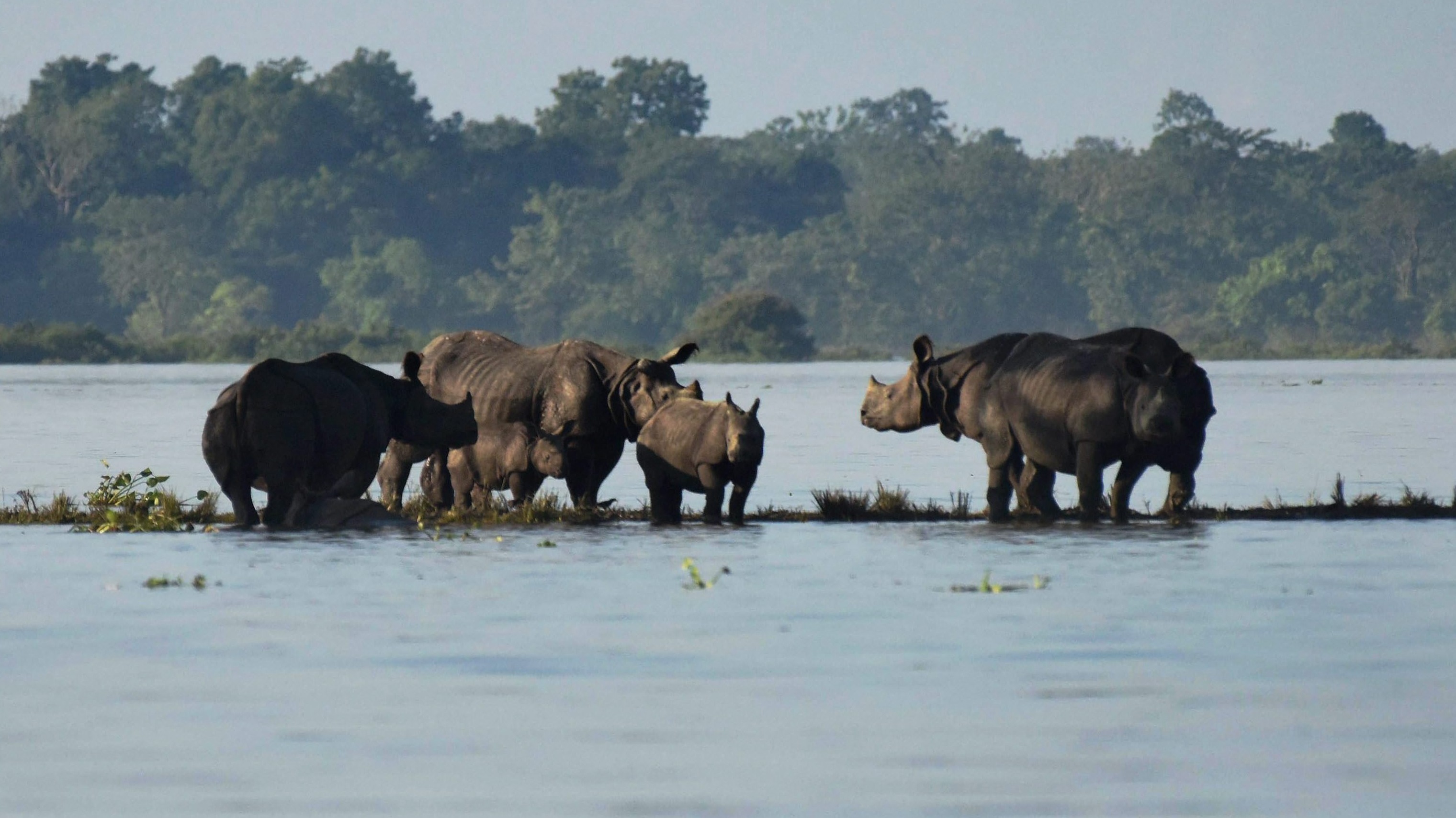 Rhinoceroses and their calves find temporary shelter at an elevated patch of land in the flooded national park. (Source: PTI) Rhinoceroses and their calves find temporary shelter at an elevated patch of land in the flooded national park. (Source: PTI)