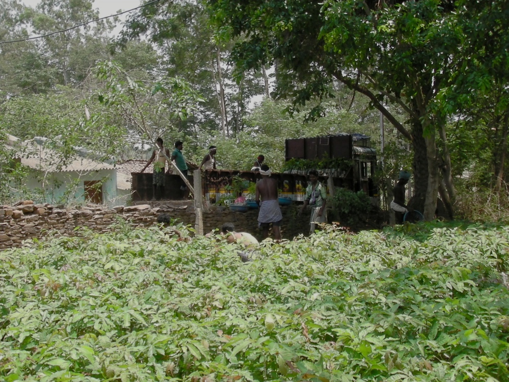 Adivasis at work in the nurseries. Photo credit: Madhu Ramnath. Adivasis at work in the nurseries. Photo credit: Madhu Ramnath.
