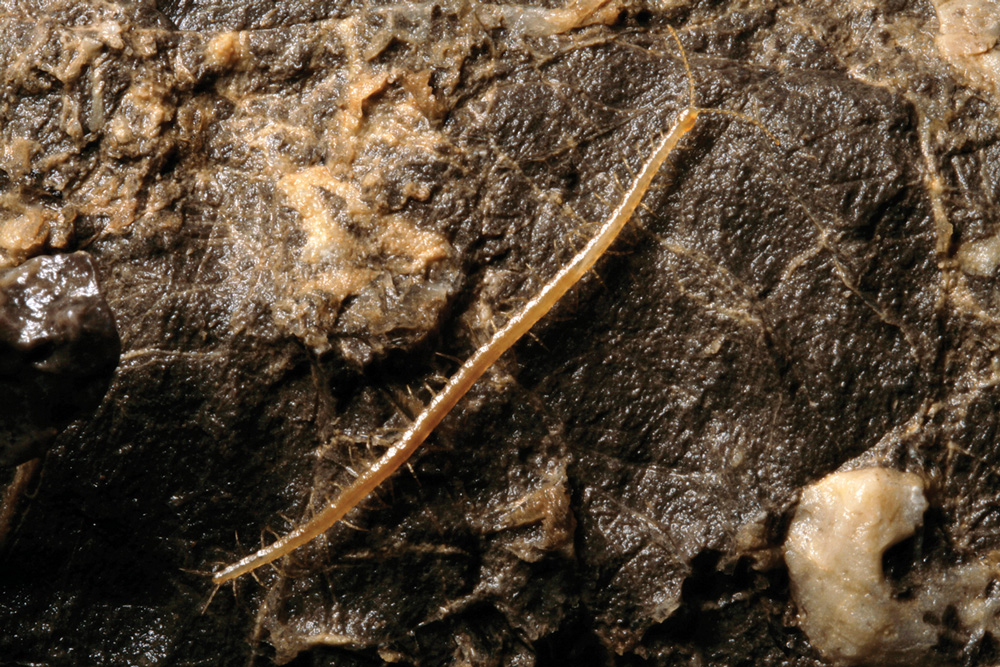 Geophilus hadesi. Daniel Mietchan/Wikimedia, CC BY Geophilus hadesi. Daniel Mietchan/Wikimedia, CC BY