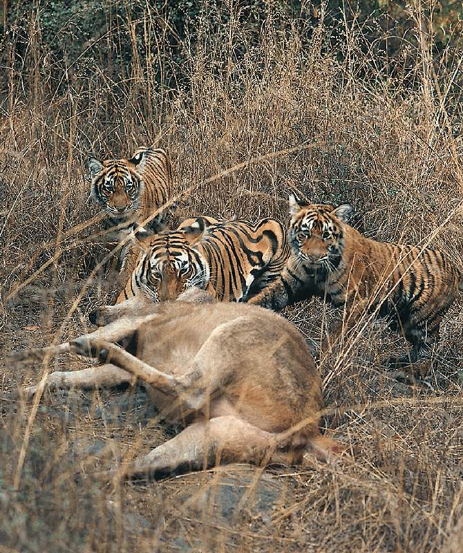 Photo credit: Valmik Thapar Photo credit: Valmik Thapar