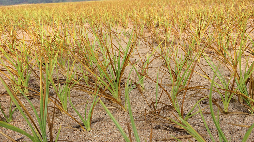 Illegal vetiver cultivation on the bed of the Bharathapuzha river. Photo credit: TA Ameerudheen. Illegal vetiver cultivation on the bed of the Bharathapuzha river. Photo credit: TA Ameerudheen.