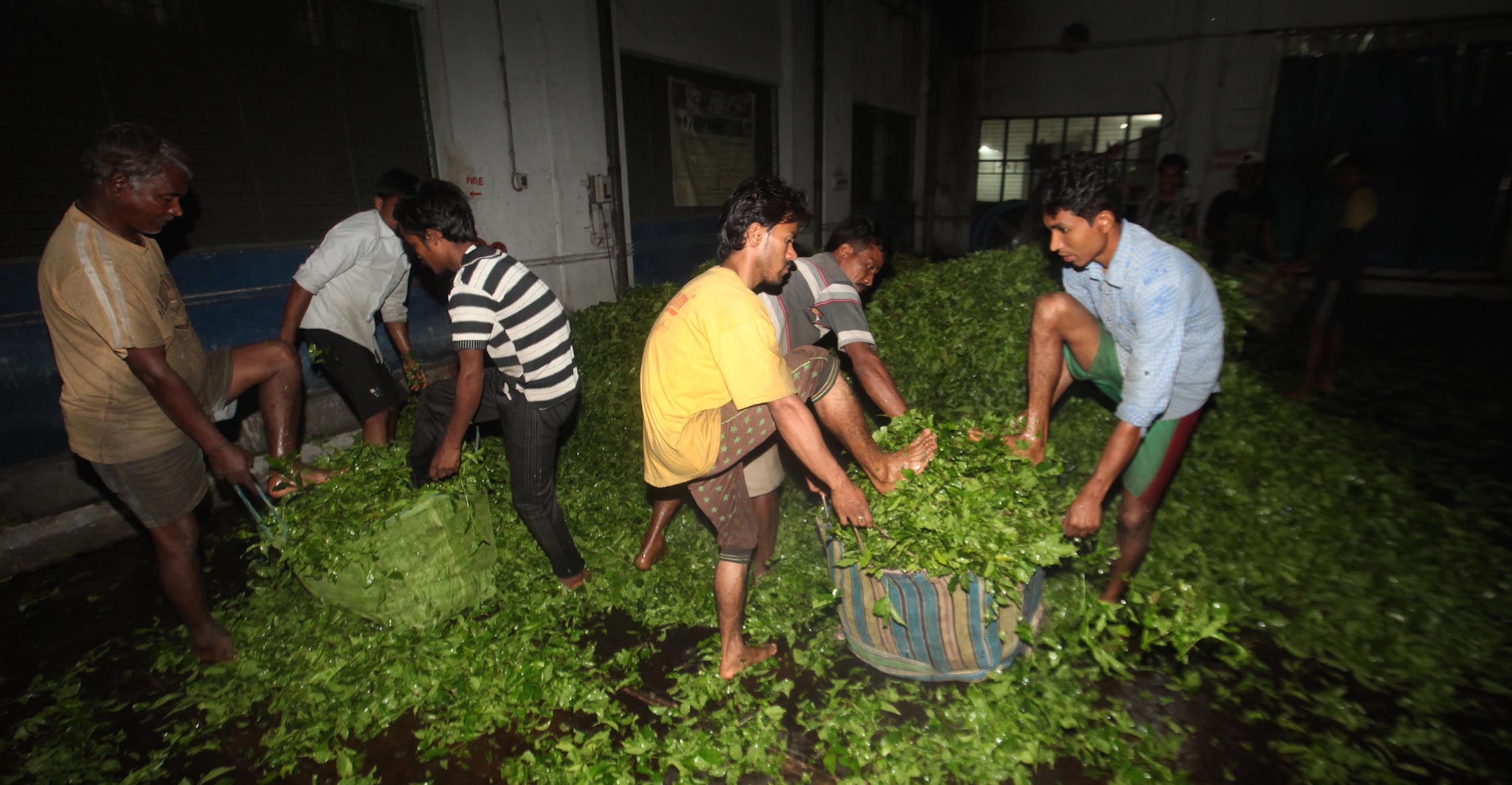 The tea industry provides employment to a large number of people. The tea industry provides employment to a large number of people.