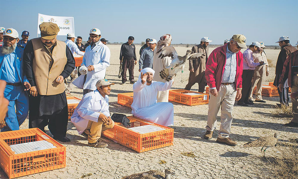 The release of 200 captive bred houbara bustards at the Lal Suhanra National Park in Bahawalpur. Photo credit: Mohammad Ali, White Star The release of 200 captive bred houbara bustards at the Lal Suhanra National Park in Bahawalpur. Photo credit: Mohammad Ali, White Star