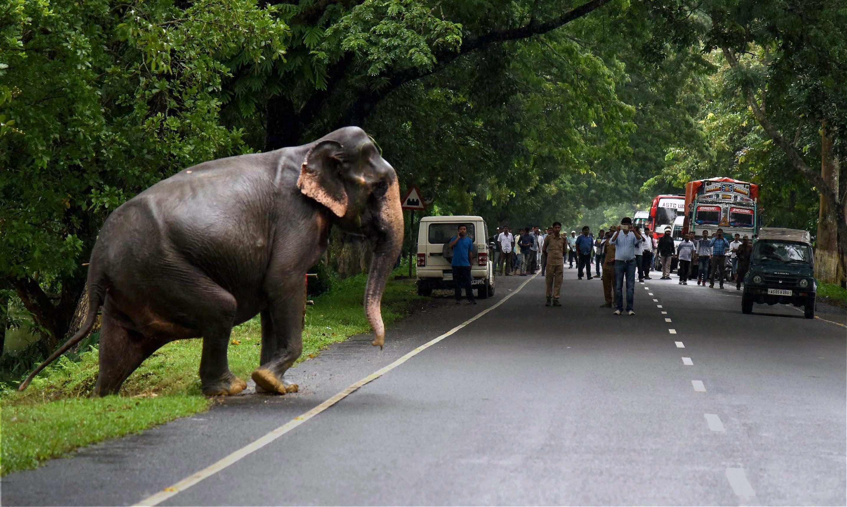 Onlookers film an elephant crossing a road at Kaziranga National Park. (Source: PTI) Onlookers film an elephant crossing a road at Kaziranga National Park. (Source: PTI)