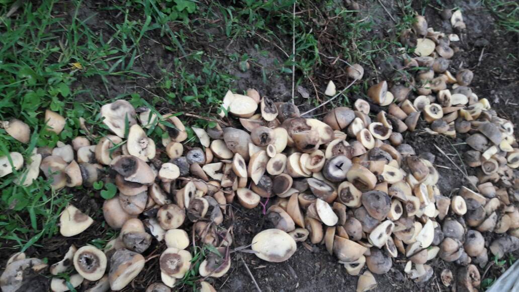 Several potato farmers dumped their crop in Barpeta after its market price plummeted. (Photo credit: Arunabh Saikia). Several potato farmers dumped their crop in Barpeta after its market price plummeted. (Photo credit: Arunabh Saikia).