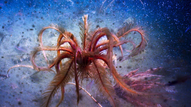 A feather star dances in the deep waters of the Antarctic Sound. BBC NHU A feather star dances in the deep waters of the Antarctic Sound. BBC NHU