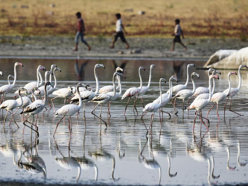 Flamingos at the Ameenpur Lake in Hyderabad. (Sanjeev Verma/HT Photo) Flamingos at the Ameenpur Lake in Hyderabad. (Sanjeev Verma/HT Photo)