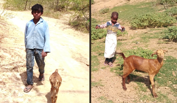 बकरियां चराते बच्चे : फोटो क्रेडिट- पुलकित भारद्वाज बकरियां चराते बच्चे : फोटो क्रेडिट- पुलकित भारद्वाज