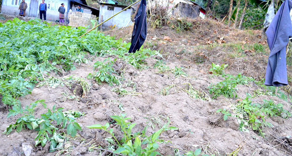 A damaged vegetable plot. Farmers can only erect scarecrows in the fields and beat tin boxes at night, but that does not deter animal attacks. ( Photo credit: Athar Parvaiz ) A damaged vegetable plot. Farmers can only erect scarecrows in the fields and beat tin boxes at night, but that does not deter animal attacks. ( Photo credit: Athar Parvaiz )