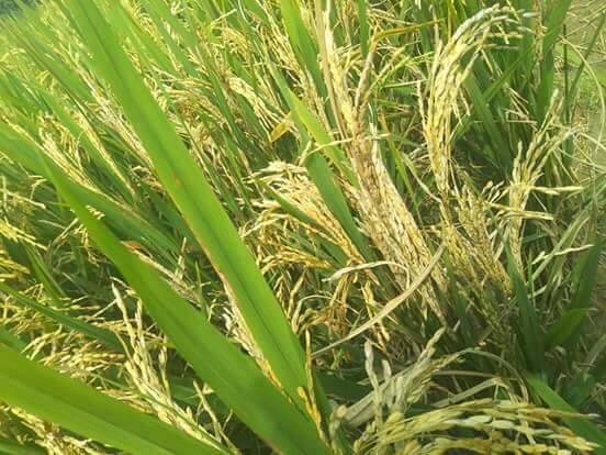 The summer harvest had yielded large amounts of seedless blighted rice in Barpeta. (Photo credit: Arunabh Saikia). The summer harvest had yielded large amounts of seedless blighted rice in Barpeta. (Photo credit: Arunabh Saikia).