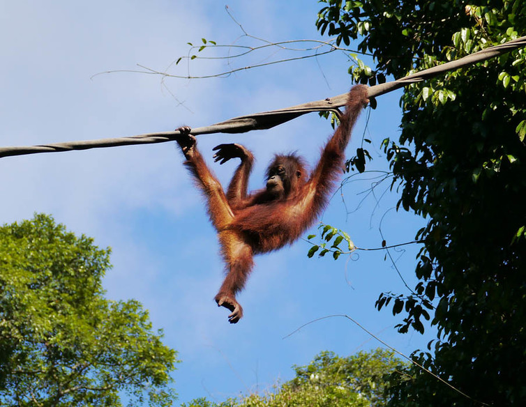 An orangutan at a rehabilitation centre in Malaysia. Gossipguy/Wikimedia, CC BY-SA An orangutan at a rehabilitation centre in Malaysia. Gossipguy/Wikimedia, CC BY-SA
