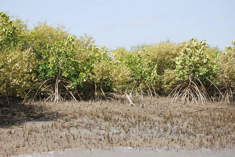 Mangroves in the Sindh delta. Source: sindhforests.gov.pk Mangroves in the Sindh delta. Source: sindhforests.gov.pk