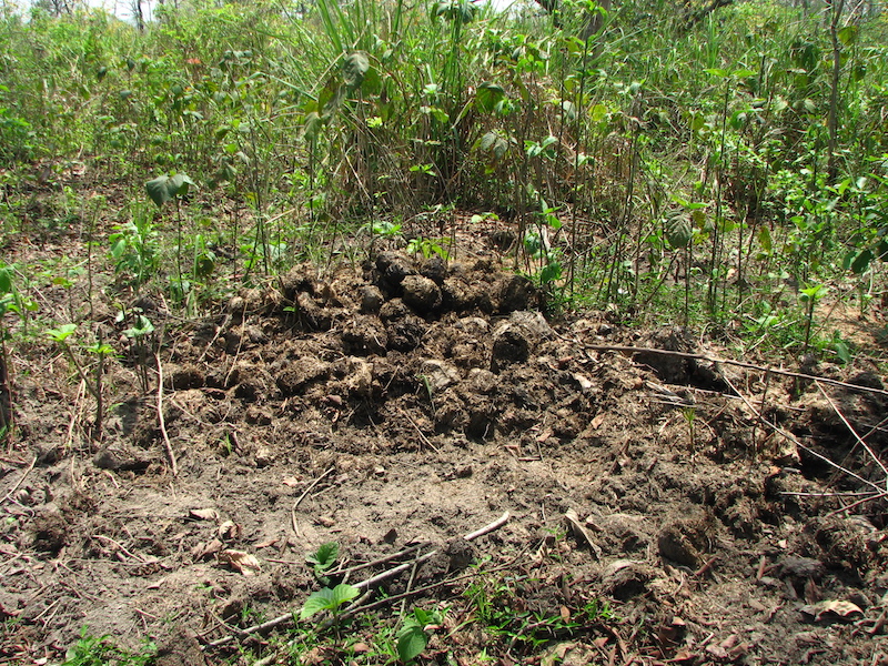 A rhino midden (dung heap) in Jaldapara National Park. These areas of community defecation are particular targets for poachers. Photo credit: Moushumi Basu/Mongabay. A rhino midden (dung heap) in Jaldapara National Park. These areas of community defecation are particular targets for poachers. Photo credit: Moushumi Basu/Mongabay.