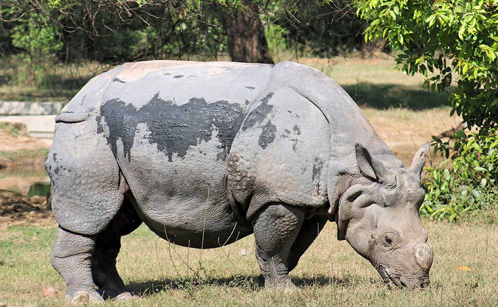 A rhino in its enclosure at the Delhi Zoo. Photo credit: Anisha Russell. A rhino in its enclosure at the Delhi Zoo. Photo credit: Anisha Russell.