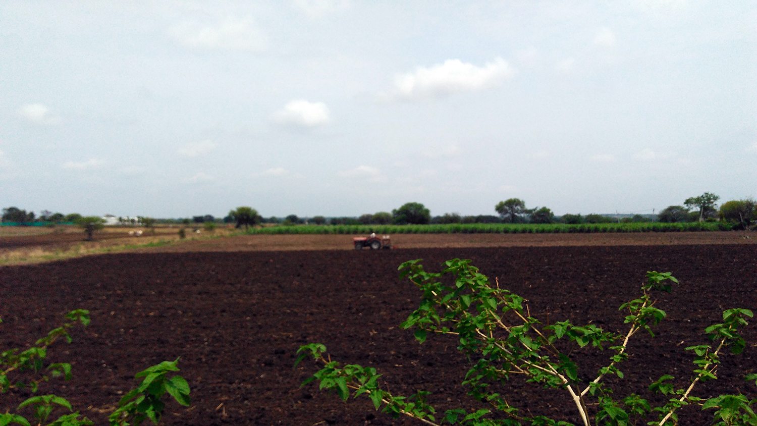 Since growing tur is no longer remunerative, many farmers in Osmanabad are likely to switch back to sugarcane or cotton. Photo credit: Manas Roshan Since growing tur is no longer remunerative, many farmers in Osmanabad are likely to switch back to sugarcane or cotton. Photo credit: Manas Roshan
