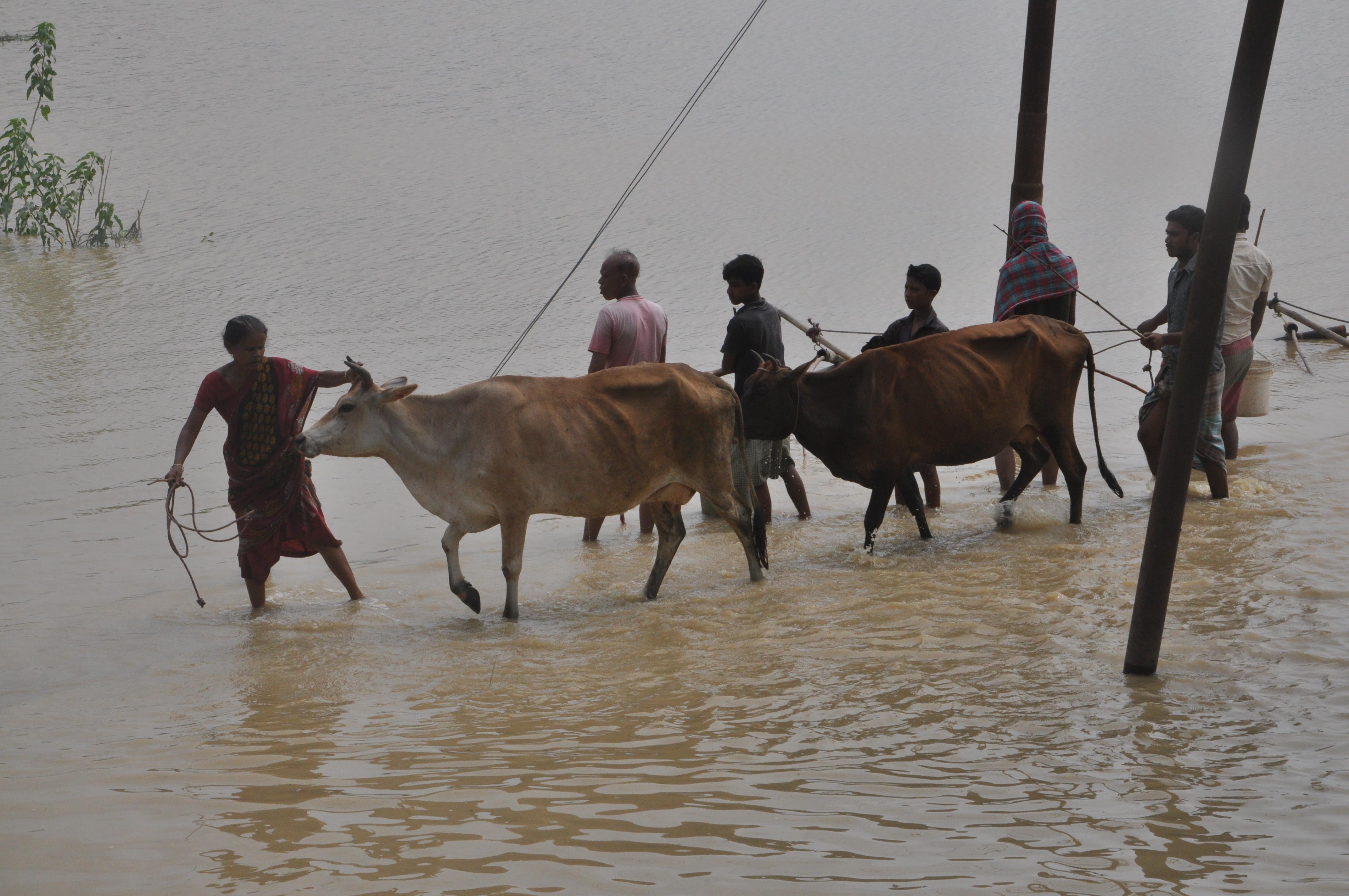 People carrying cows to safety in a flood-affected village People carrying cows to safety in a flood-affected village