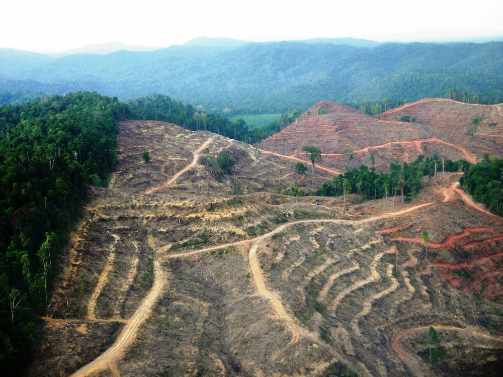 Rainforests being felled for oil palm in central Sumatra. William Laurance Rainforests being felled for oil palm in central Sumatra. William Laurance