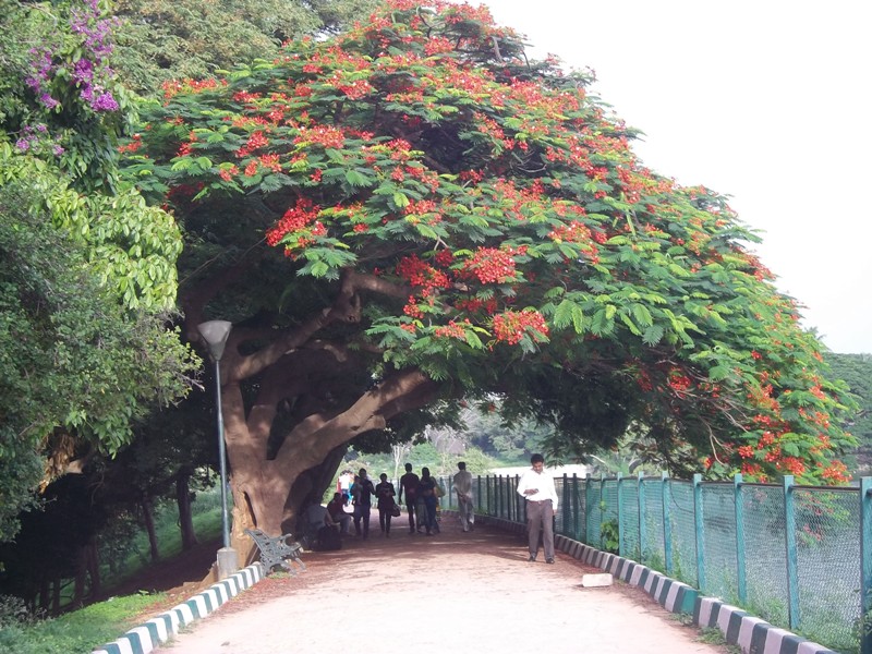 One of Bengaluru's wide-canopied gulmohar trees. (Photo credit: Wikimedia Commons). One of Bengaluru's wide-canopied gulmohar trees. (Photo credit: Wikimedia Commons).