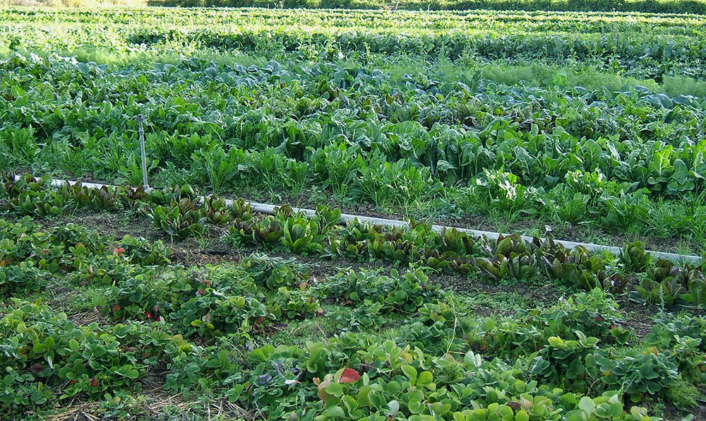 Organic vegetable cultivation. Credit: Hajhouse/Wikimedia Commons. Organic vegetable cultivation. Credit: Hajhouse/Wikimedia Commons.