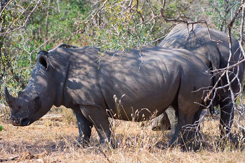 As many as three rhinos a day are poached for their valuable horns in and around Kruger despite massive anti-poaching efforts. Photo credit: Justin Catanoso for Mongabay As many as three rhinos a day are poached for their valuable horns in and around Kruger despite massive anti-poaching efforts. Photo credit: Justin Catanoso for Mongabay
